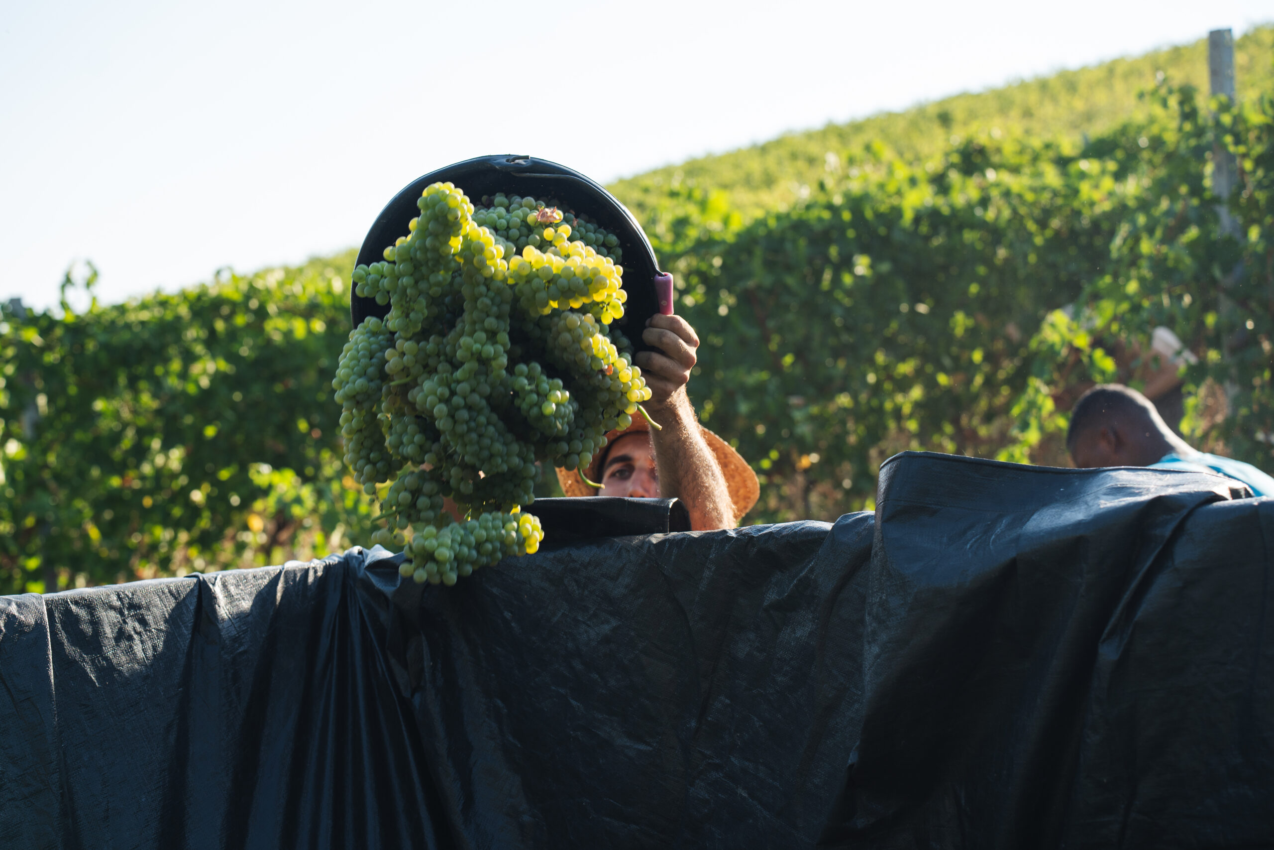 VENDEMMIA 1408 (16)